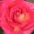 Vörös - sárga - Teahibrid rózsa - Colourama